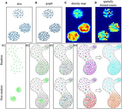 Spatial Statistics for Understanding Tissue Organization